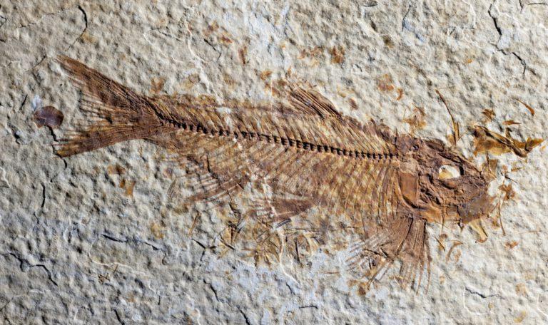 Close up Fossil fish