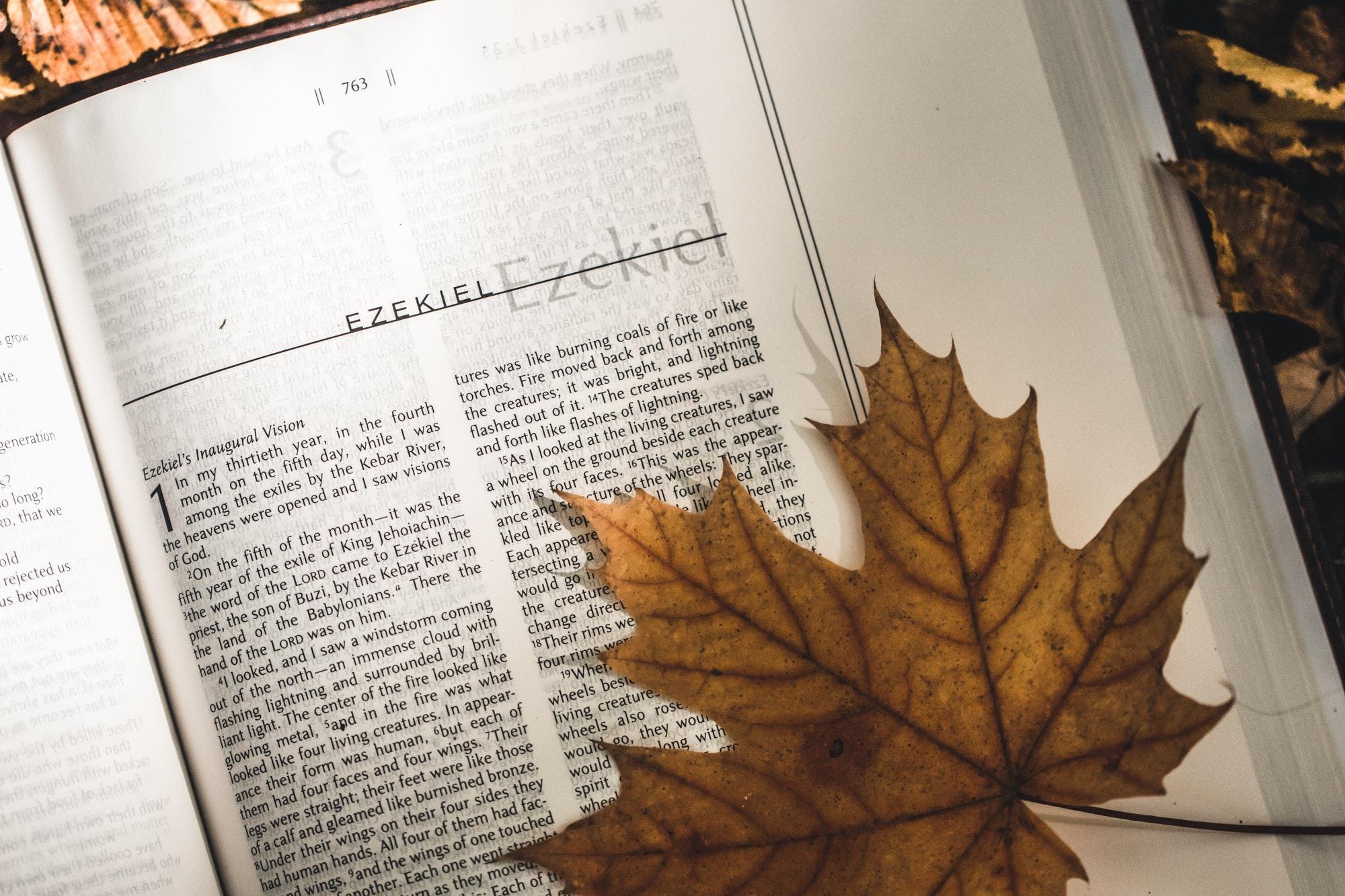Holy Bible on top of fallen autumn leaves